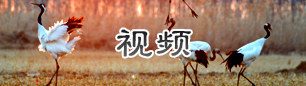 视频.jpg