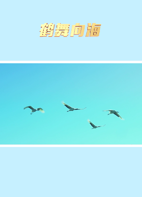 鹤舞向海.png